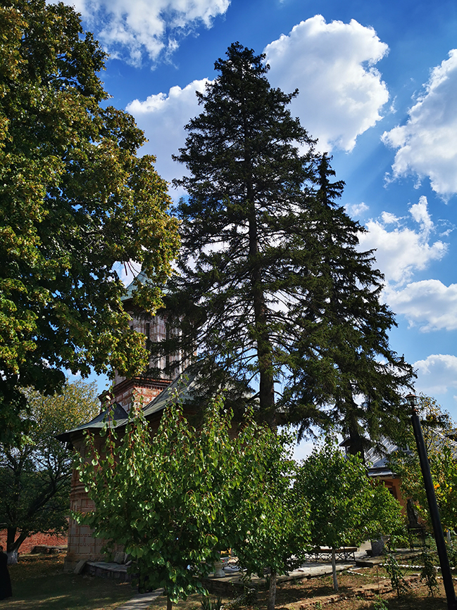 Mănăstirea Călui
